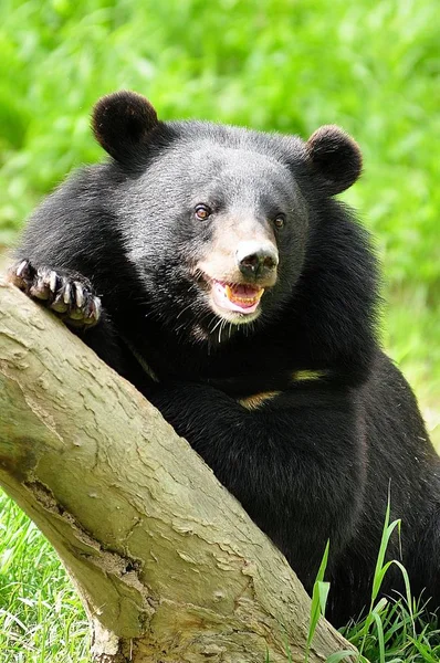 Asian Black Bears Close Relatives American Black Bears — Stock Photo, Image