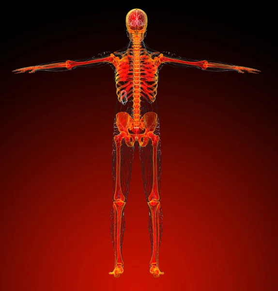 Καθιστούν Ιατρική Απεικόνιση Του Ανθρώπινου Σκελετού Πίσω Όψη — Φωτογραφία Αρχείου