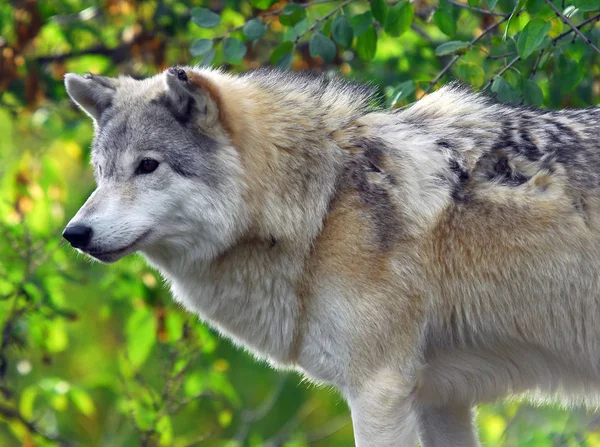 Portrait Gray Wolf Natural Environment — Stock Photo, Image