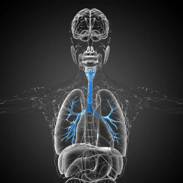 Медична Ілюстрація Чоловічих Бронхів Вид Спереду — стокове фото