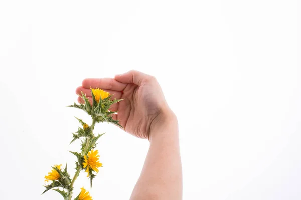 Ruce Kontaktu Žlutou Barva Krásné Květiny — Stock fotografie