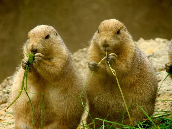 Dos Comer Marmotas Del Desierto — Foto de Stock