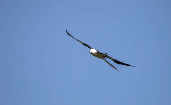 Cometa Cola Golondrina Elanoides Forficatus Vuela Través Cielo Azul Nápoles — Foto de Stock