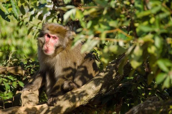 Japon Makağı Macaca Fuscata Doğal Ortamında Yerde Oturuyor — Stok fotoğraf