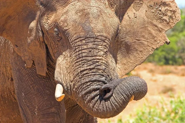 Elefante Africano Jugando Con Tronco Flexible —  Fotos de Stock