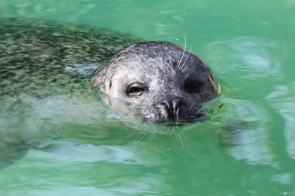 Rescuet Californië Harbor Seal Phoca Vitulina Richardsi — Stockfoto