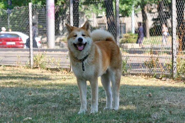 Joven Akita Inu Posando Parque Perros — Foto de Stock
