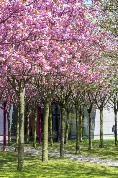 Деякі Дерева Саду Амстердамі — стокове фото
