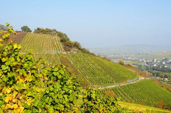 Weinberge Bei Wintrich Der Mosel — Φωτογραφία Αρχείου