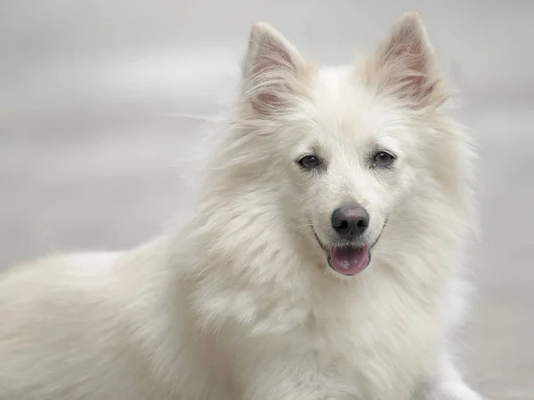 Zittende Gerichte West Highland White Terrier — Stockfoto