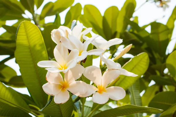 Fehér Frangipani Trópusi Virág Plumeria Virág Virágzik Fán Spa Virág — Stock Fotó