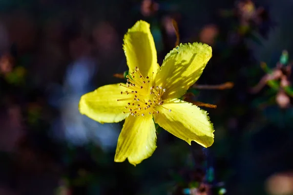 常见的圣约翰麦汁 在草地上的黄色花 — 图库照片