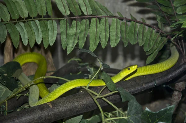 枝に小さな緑の有毒ヘビ — ストック写真