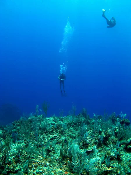 Due Sommozzatori Preparano Attraversare Muro Cayman Brac — Foto Stock