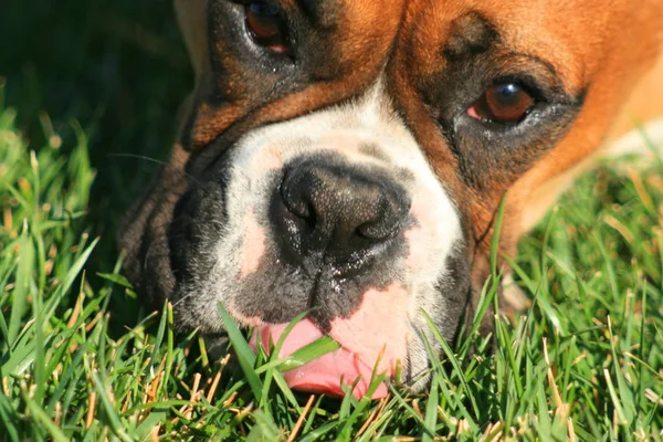 Boxerwelpe Frisst Gras Einem Park — Stockfoto