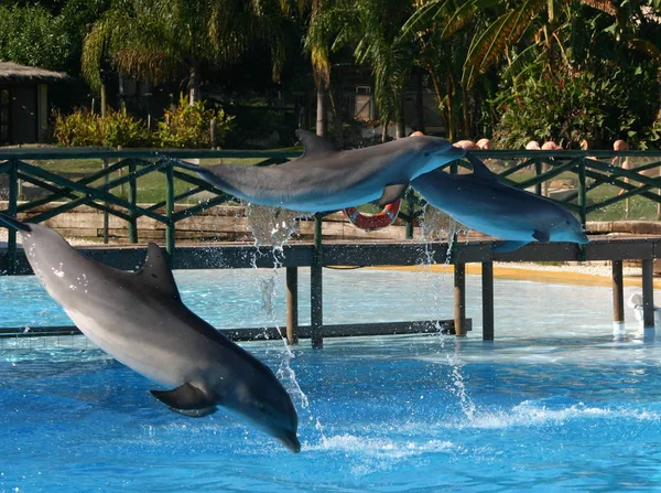 Delfini Che Saltano Aria — Foto Stock