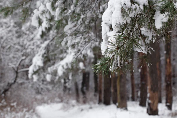 被雪覆盖的松枝 — 图库照片
