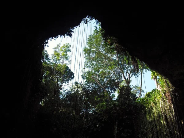 Privind Dintr Cenote — Fotografie, imagine de stoc