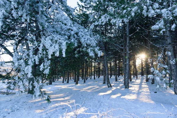 Puesta Sol Bosque Pinos Invierno Entre Árboles — Foto de Stock