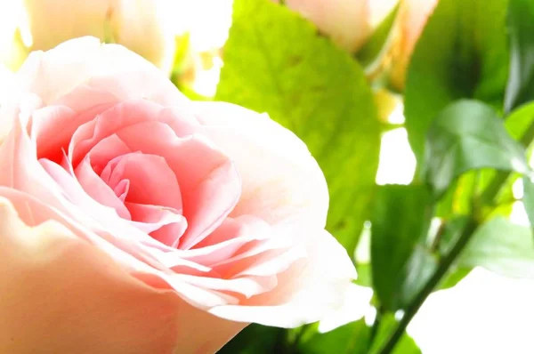 Flores Rosas Rosadas Sobre Fondo Blanco — Foto de Stock