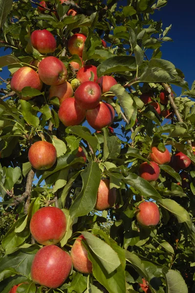 Ágak Egy Almafa Nyár Végén Megrakott Gazdag Vörös Gyümölcsök Meg — Stock Fotó