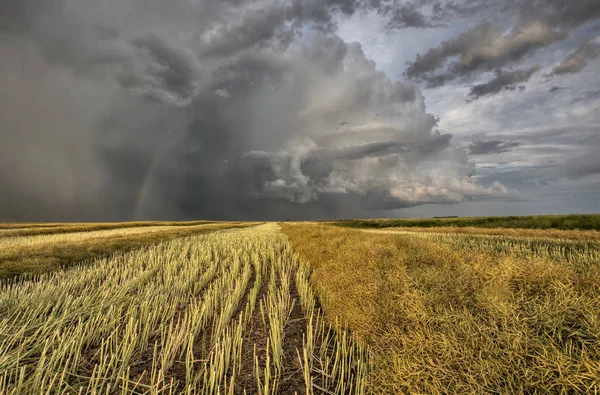 Stubb Fältet Och Prairie Storm Raps Saskatchewan — Stockfoto