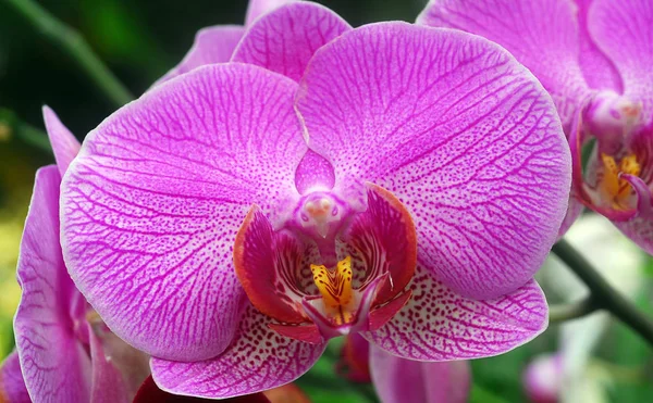 Phalaenopsis Pink White Orchid Flower Bloom Spring — Stock Photo, Image