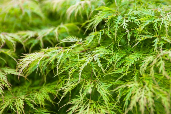 Folhas Verdes Bordo Japonês Acer Palmatum — Fotografia de Stock