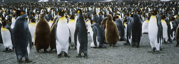 Large Colony Penguins — Stock Photo, Image