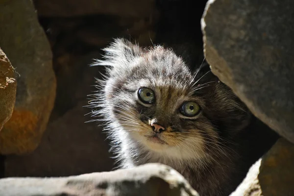 クローズ アップ つ岩でかわいいマヌルネコ子猫 パラスの猫または Otocolobus マヌルネコ 非表示と警告カメラ目線 低角度のビューの肖像画 — ストック写真