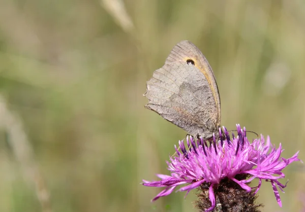 Mariposa Marrón Del Prado Maniola Jurtina Flor Ambrosía Centaurea — Foto de Stock