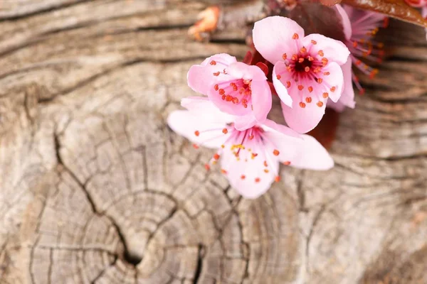 Roze Bloemen Houten Achtergrond — Stockfoto