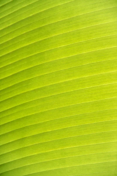 Textura Hoja Plátano Tienen Hermosa Línea Verde — Foto de Stock