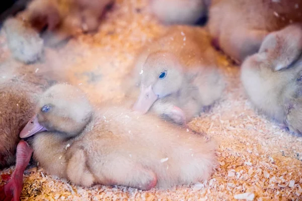 Patinagem Pequenos Patos Incubadora Galinheiro Indústria Agrícola — Fotografia de Stock