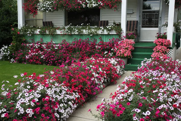 Honderden Petunia Blossoms Toevoegen Beteugelen Aantrekkingskracht Een Oude Karakter Home — Stockfoto