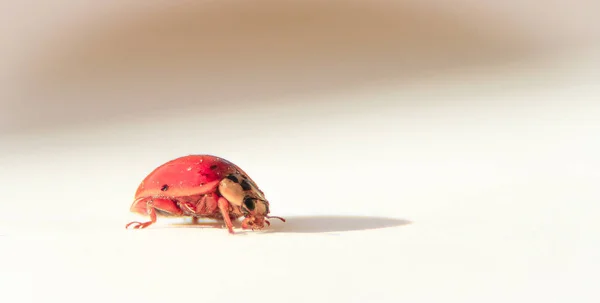 Bug Rosso Isolato Sfondo Bianco — Foto Stock