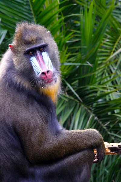 Mandrill Making Eye Contact Mandrillus Sphinx — Stock Photo, Image