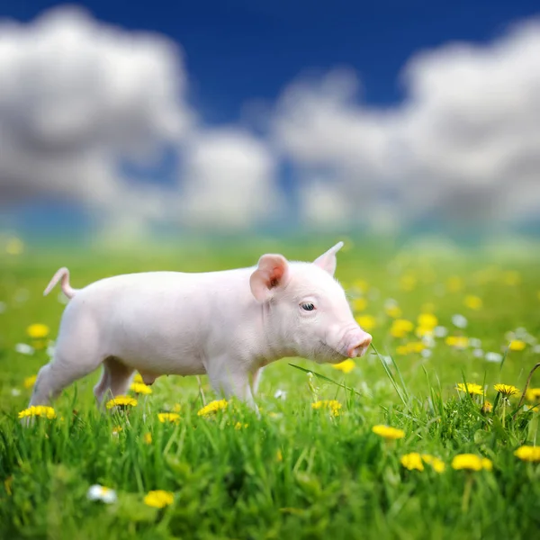 Jeune Cochon Sur Une Herbe Verte Printanière Dans Prairie — Photo