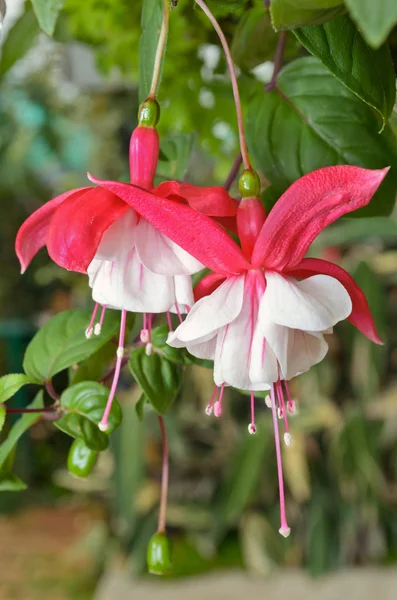 Lady Eardrops Fuchsia Hermosas Flores Exóticas Que Crecen Florecen Clima —  Fotos de Stock