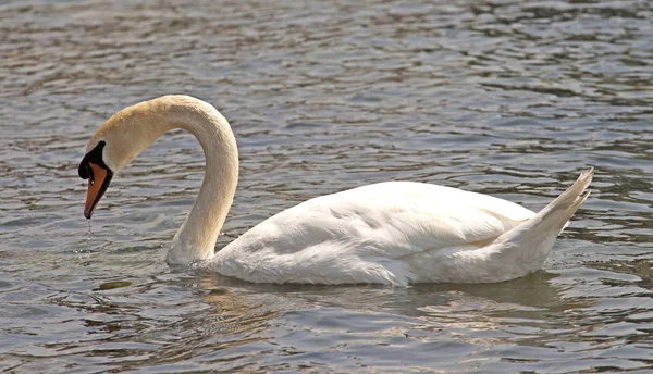 Cigno Bianco Che Naviga Lago — Foto Stock