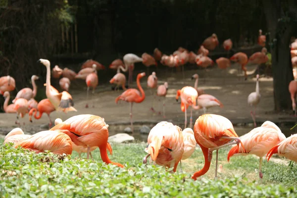 Flamencos Naranjas Silvestres Con Alta Profundidad Campo — Foto de Stock