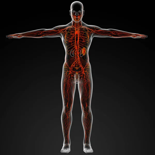 Human Lymphatic System Black Background — Stock Photo, Image