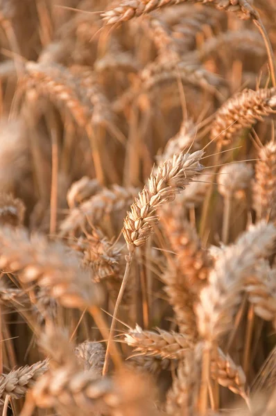 Primo Piano Campo Grano Dorato — Foto Stock