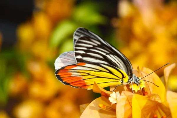 Una Mariposa Descansando Sobre Una Flor —  Fotos de Stock