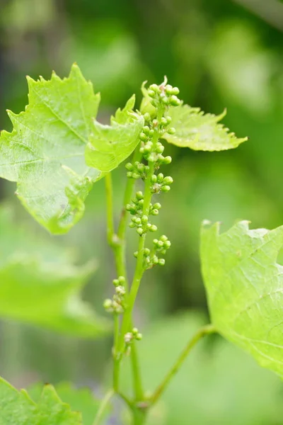 Viñedo Con Uvas Ecológicas — Foto de Stock