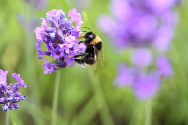 Bumble Bee Collecting Pollen — Stock Photo, Image