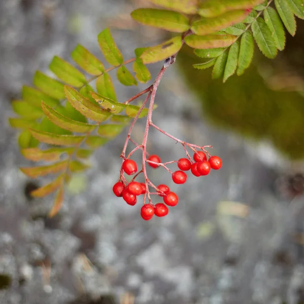 Fruits Wild Red Mountain Ash Forest Close — Stock Photo, Image