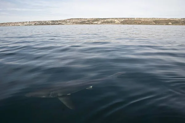 Gran Tiburón Blanco Nada Bajo Superficie Del Agua — Foto de Stock