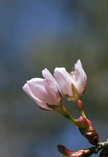 Sakura Branch Flowers Blurred Background — Stock Photo, Image