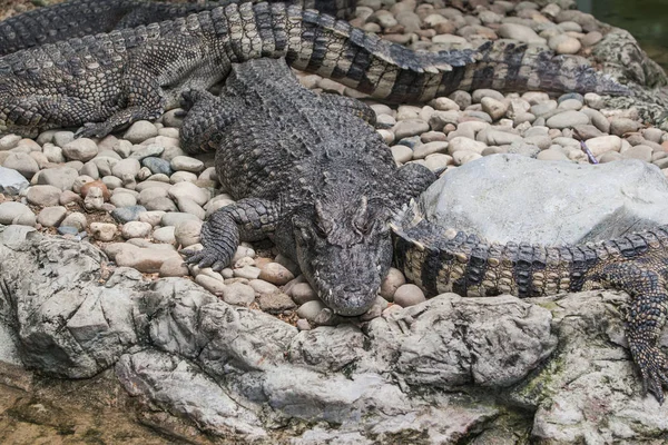 Crocodilo Tailândia Foco Seletivo — Fotografia de Stock